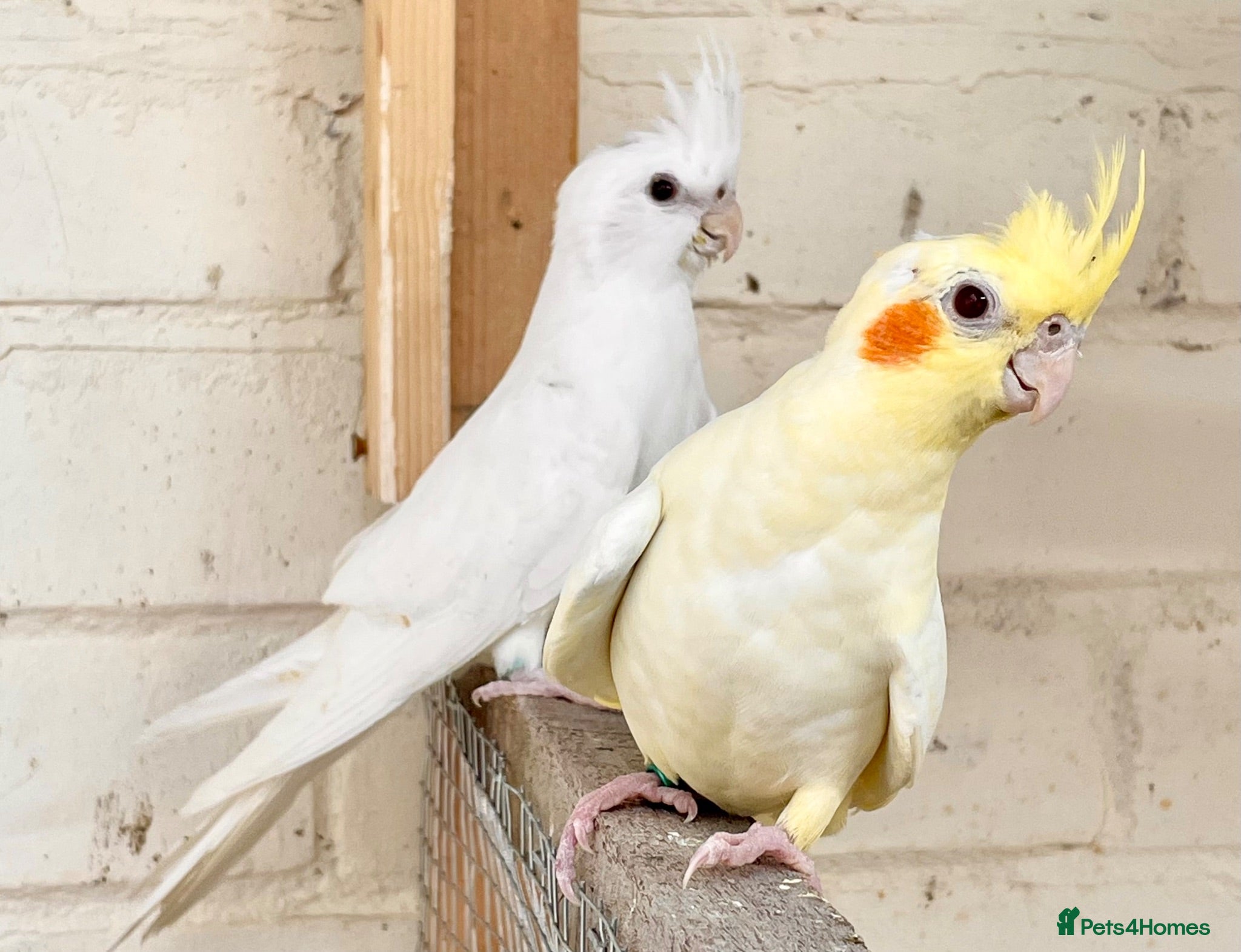 Cockatiels birds Stunning young pair of cockatiels with DNA - Advert 4