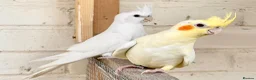 Cockatiels birds for sale: Stunning young pair of cockatiels with DNA - Advert 1