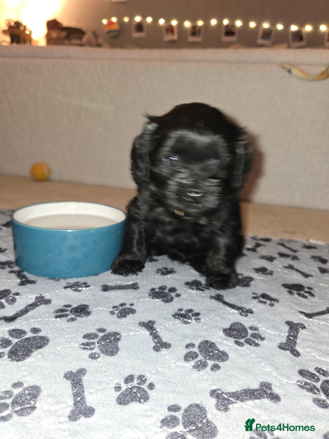 Shihpoo dogs for sale: 5 beautiful Shihpoo puppies - Advert 18