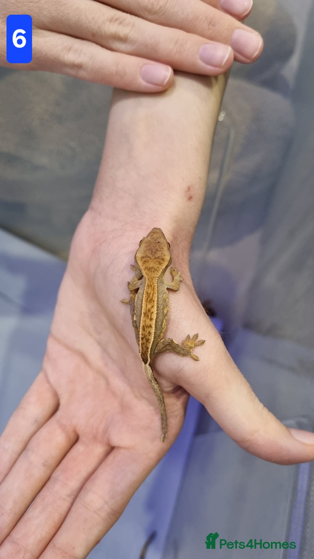 Gecko reptiles for sale: Baby crested geckos - Advert 6