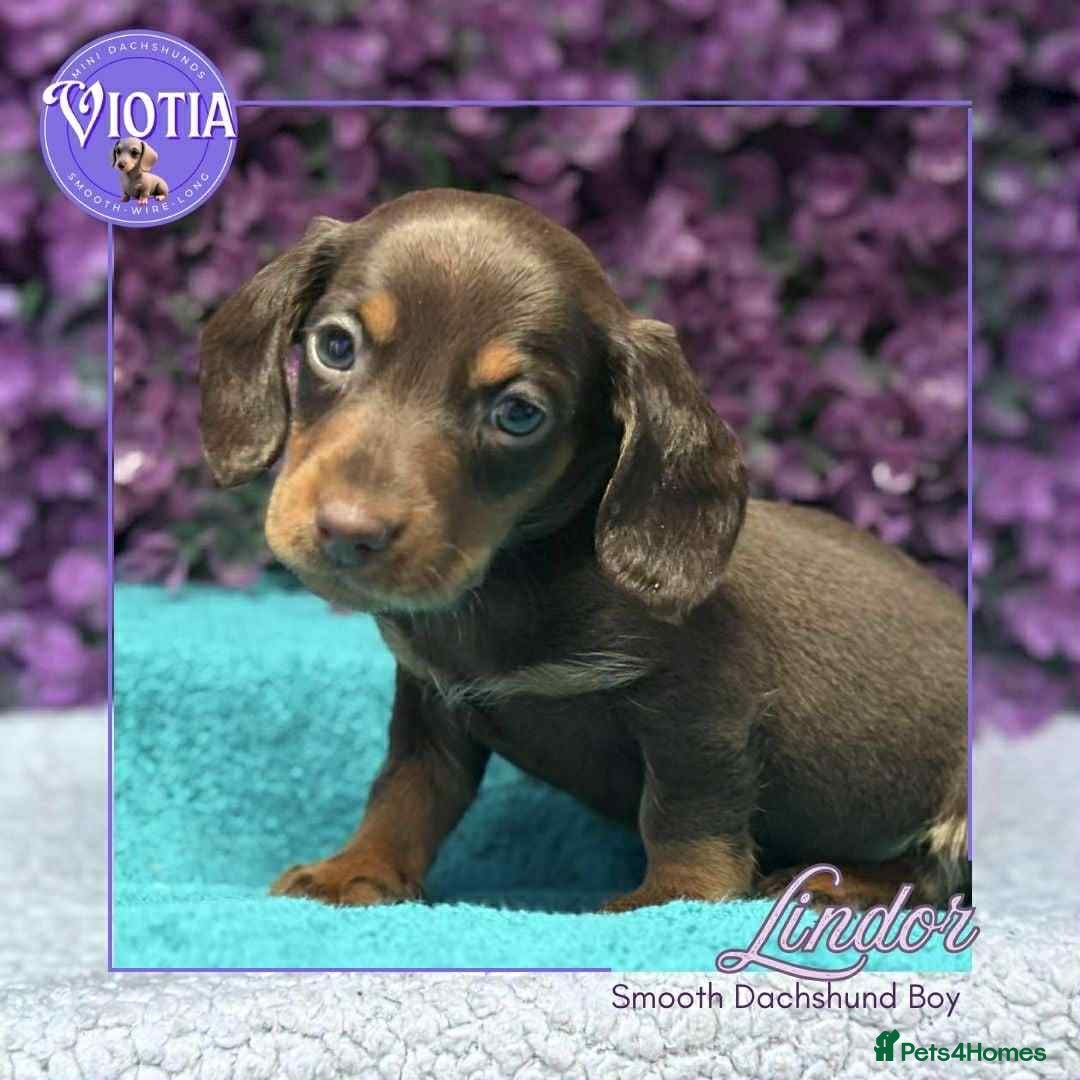 Miniature Dachshund dogs Ready now smooth chocolate boy  - Advert 1
