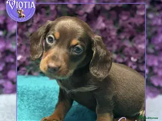 Miniature Dachshund dogs Ready now smooth chocolate boy - Advert 1