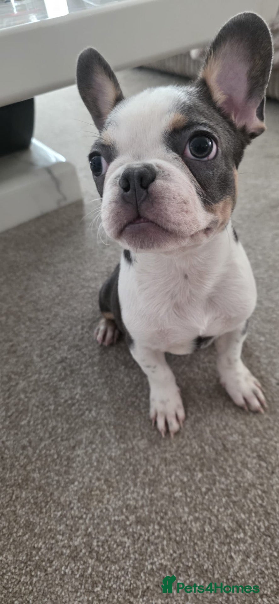 French Bulldog dogs ***LAST BOY AVAILABLE*** French bulldogs  - Advert 2