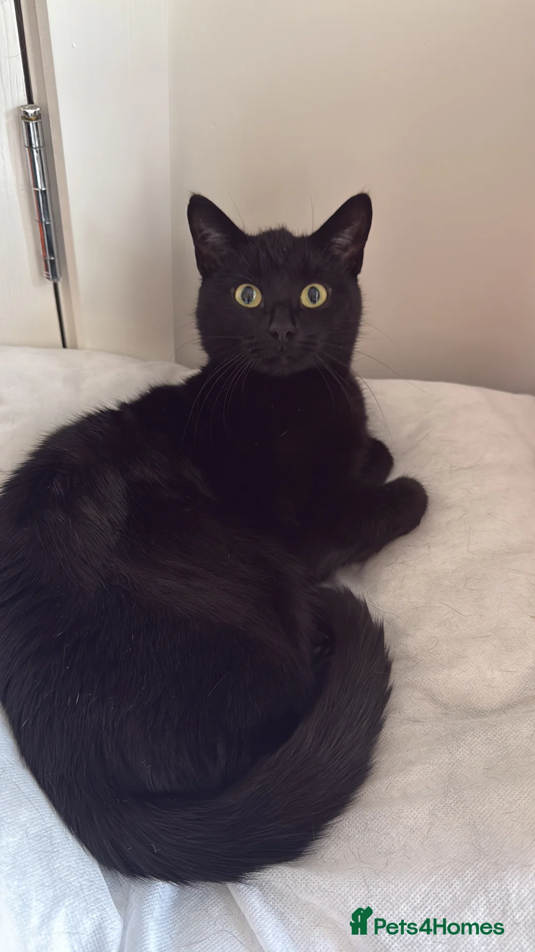 Mixed Breed cats for sale: Luna&tilly - Advert 3