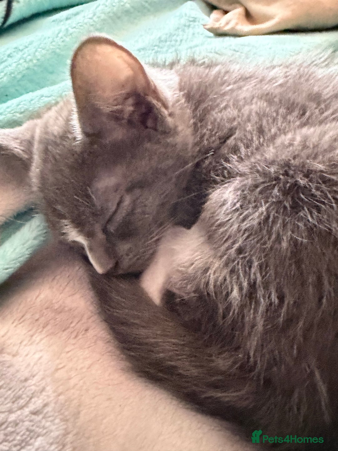 Mixed Breed cats for sale: Half ragdoll girl kittens ready now  - Image 4