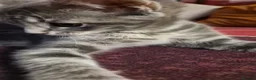 Mixed Breed cats for sale: Mixed ragdoll in Woking - Advert 4
