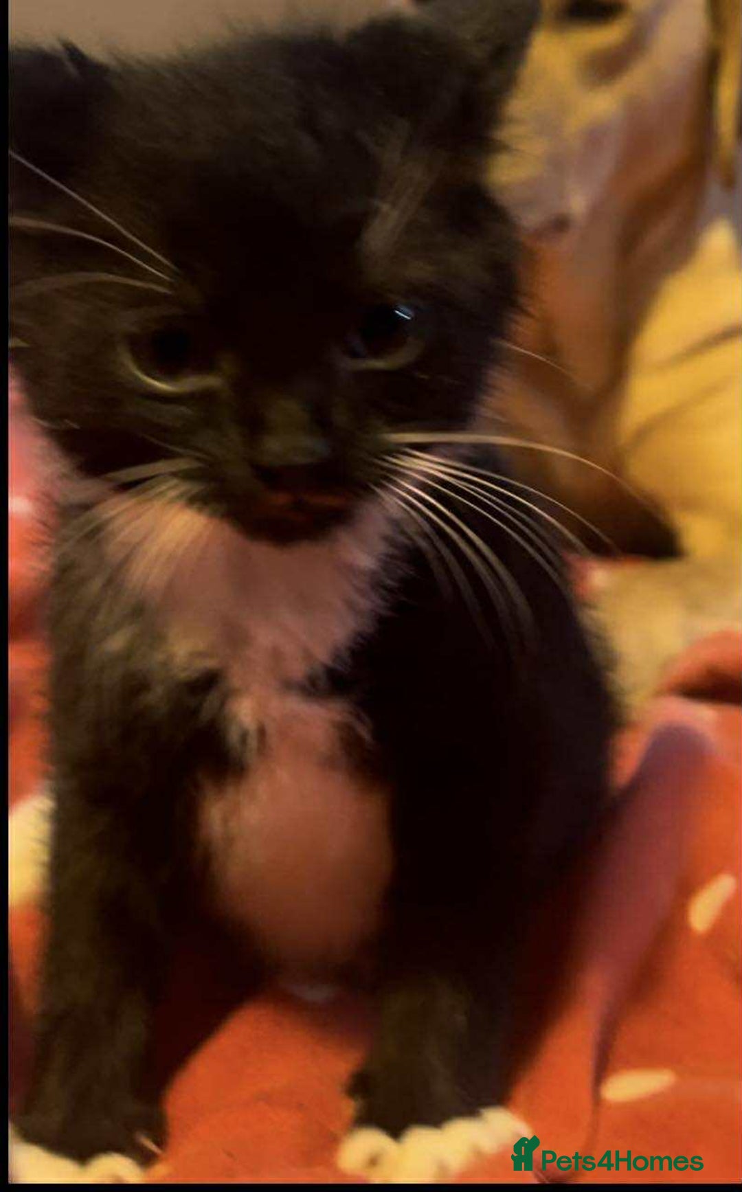 Mixed Breed cats for sale: Cute kittens used to dogs - Advert 2