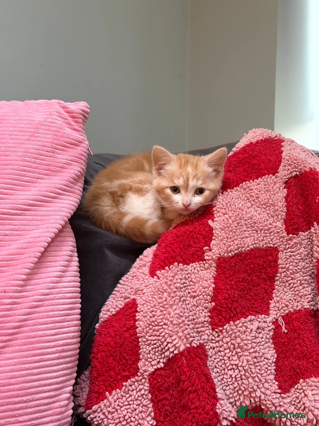 Mixed Breed cats for sale: Two Beautiful Sister Kittens for a Loving Home - Advert 3