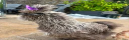 Chickens poultry for sale: 3 beautiful female silkies  - Advert 20