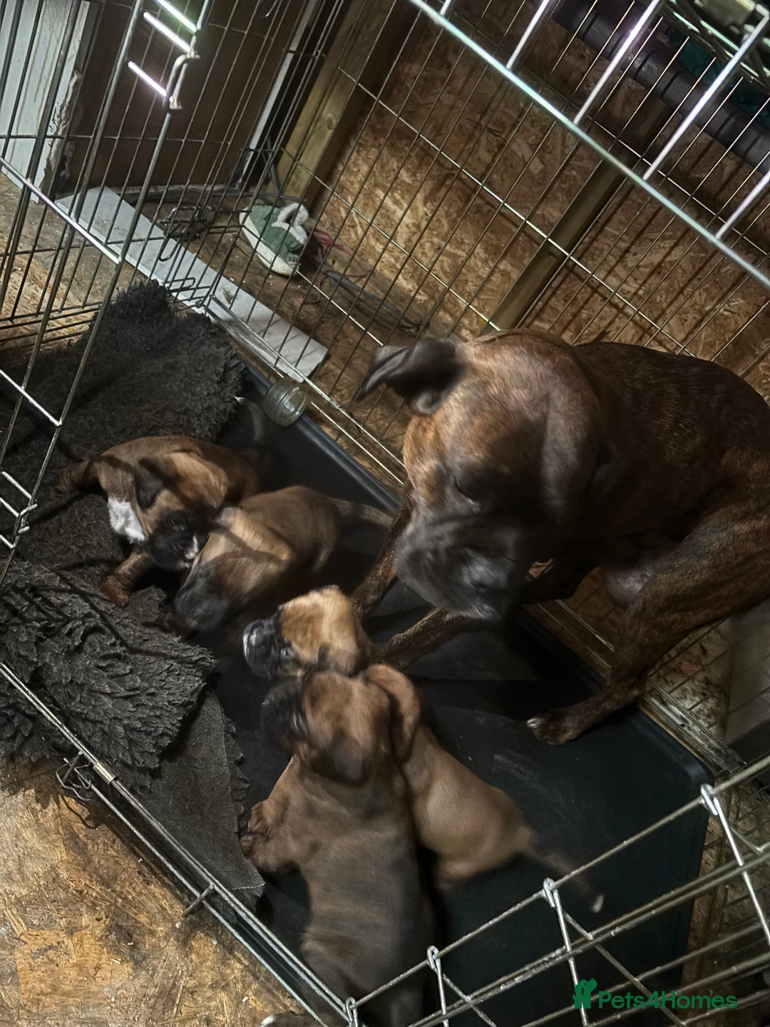 Boxer dogs for sale: 5 male boxer pups  - Image 9