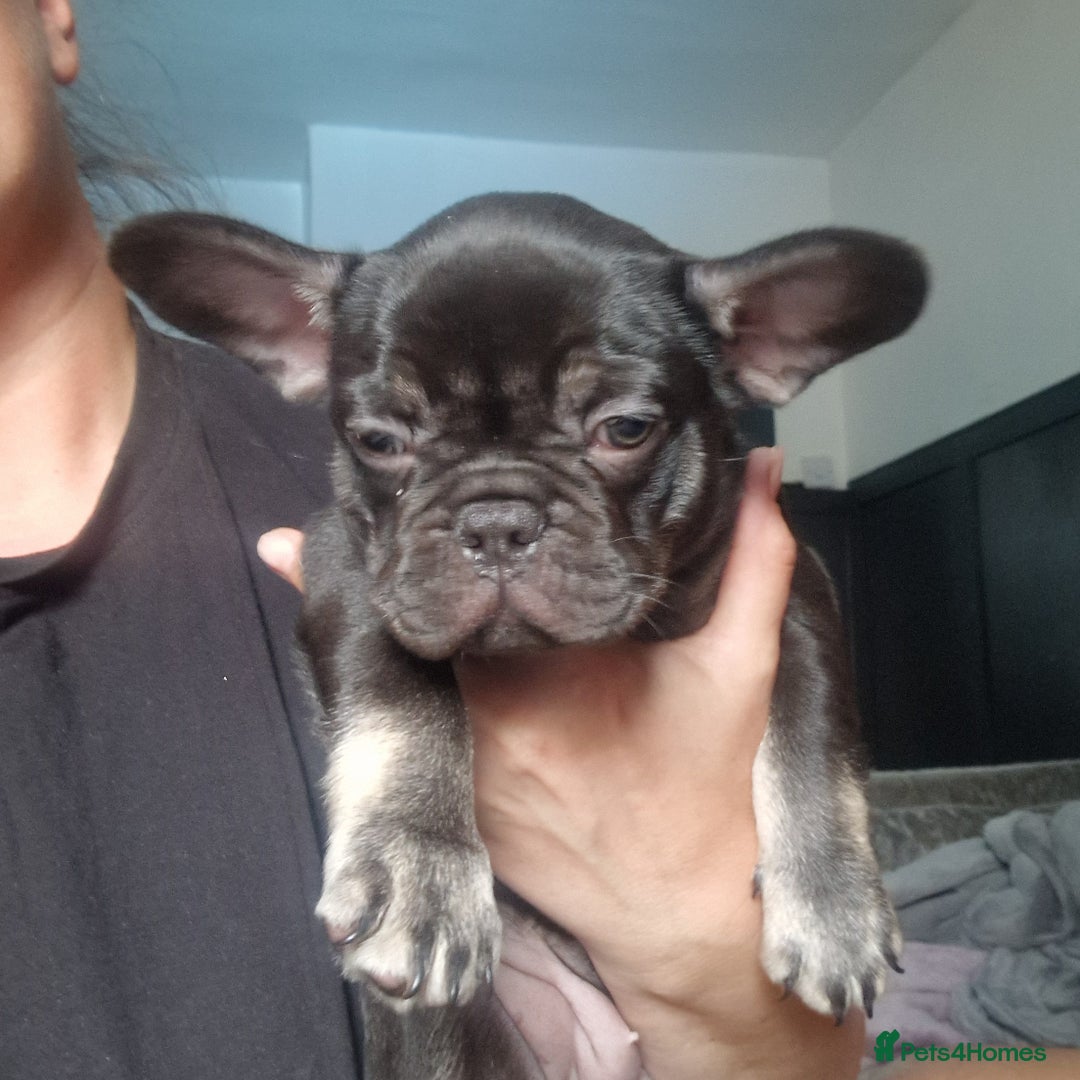 French Bulldog dogs for sale: Chocolate and tan french bulldog - Image 2