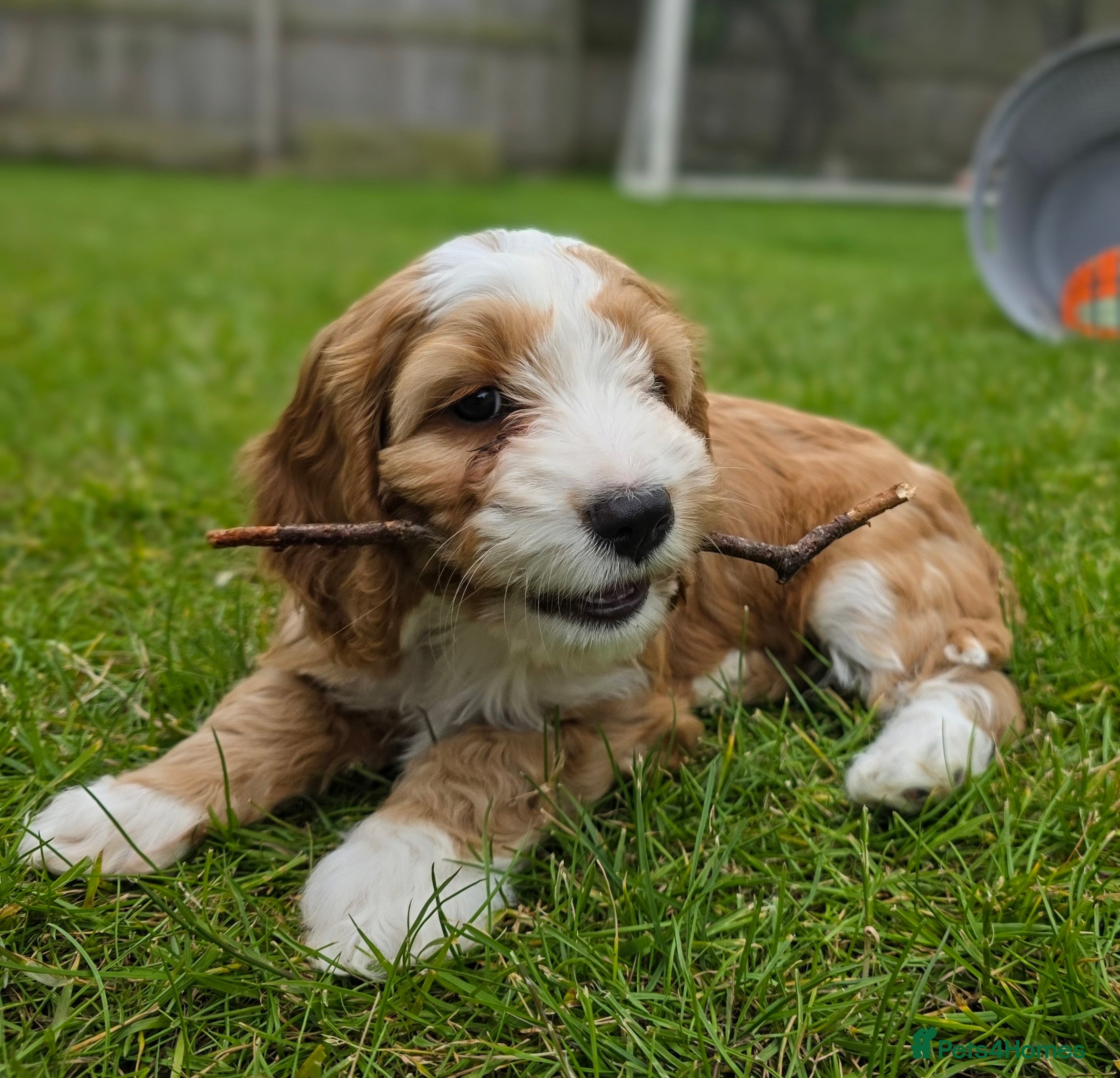 Cockapoo dogs F1B Toy Cockapoo puppies in Middlesbrough - Advert 1