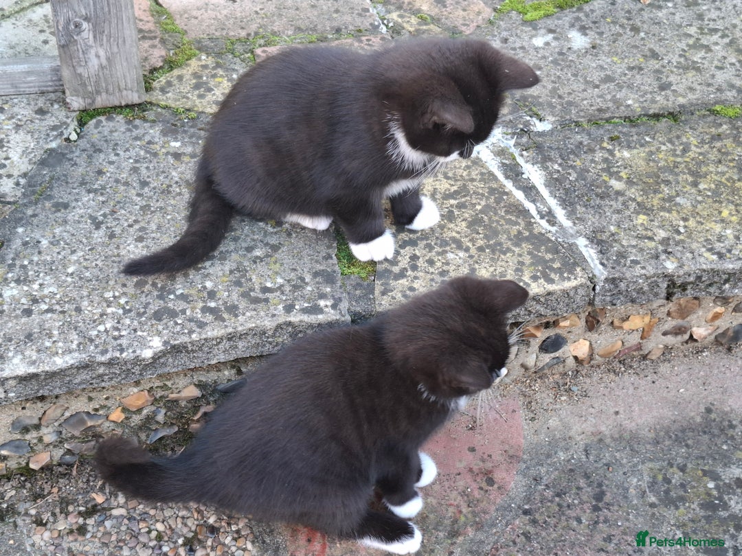 Mixed Breed cats for sale: Black and white kittens  - Image 3