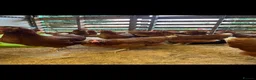 Chickens poultry for sale: Pol lohmann browns/warrens 18 weeks  - Advert 2