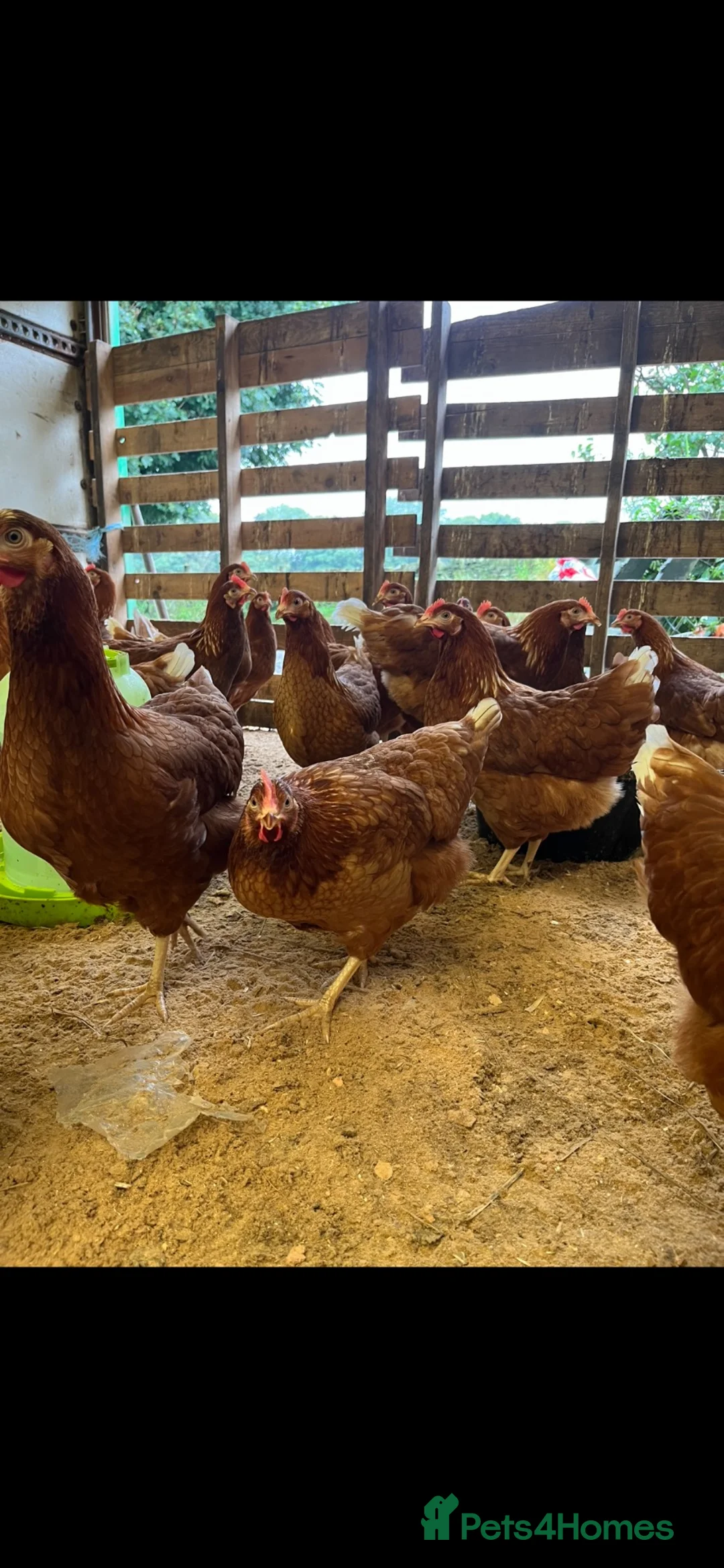 Chickens poultry for sale: Pol lohmann browns/warrens 18 weeks  - Advert 2