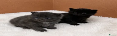 Solid black possibly boy available 