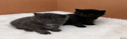 Maine Coon cats for sale: Stunning Main coon Kittens  in Sunderland - Advert 3
