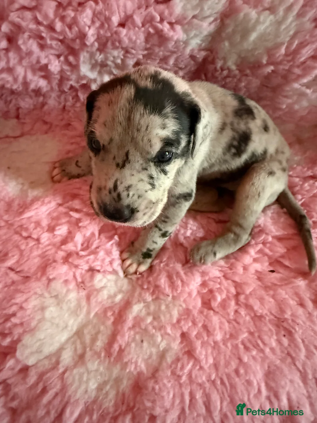 Great Dane dogs for sale: Stunning pure bred Great Dane puppies in St. Ives - Advert 13
