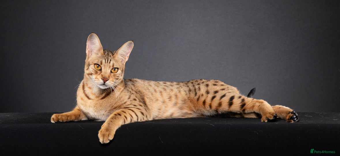 Savannah cats Gorgeous Male Savannah Kitten - Advert 1