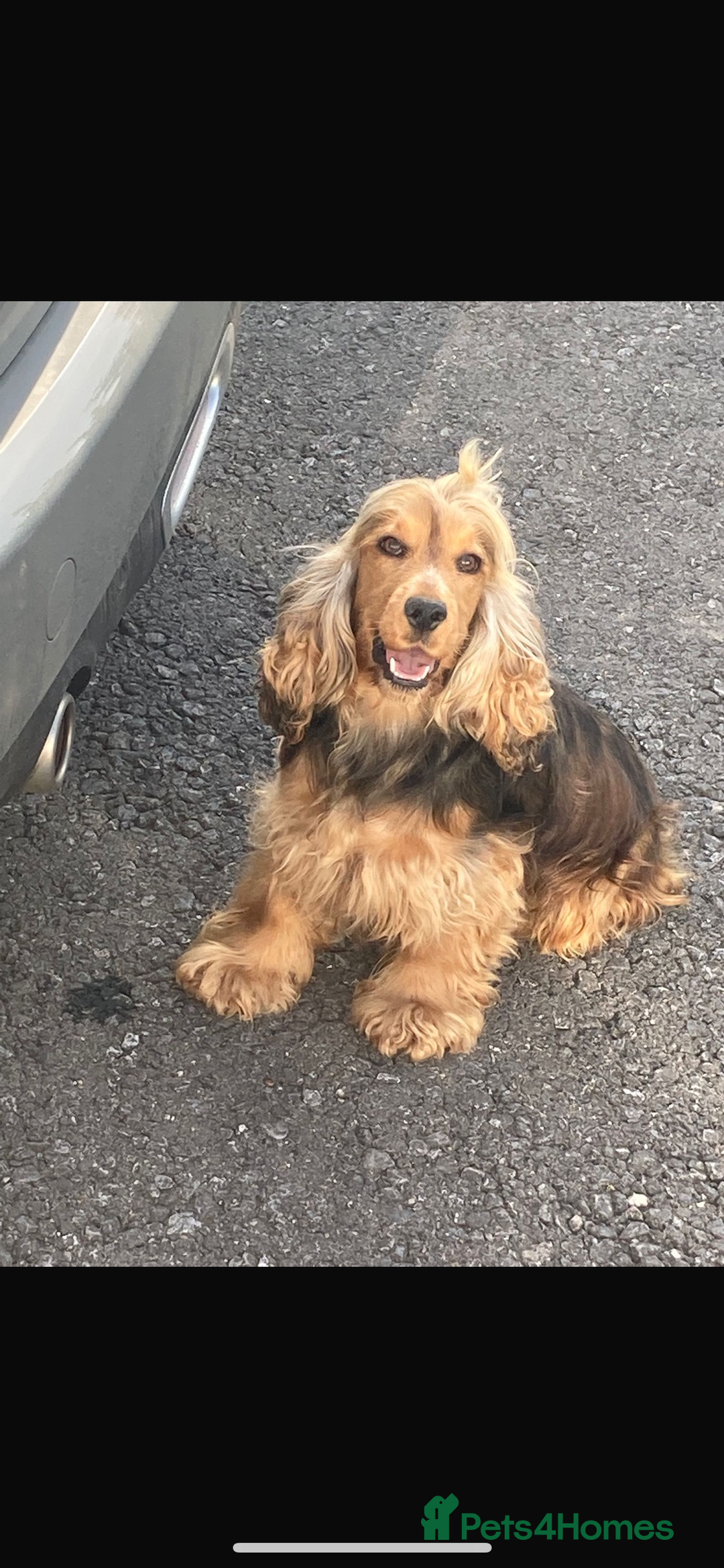 Cocker Spaniel dogs for sale: Stunning show type cocker spaniel puppies  - Advert 15