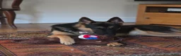 German Shepherd dogs for sale: Beautiful, Clever, German Shepherd  - Advert 7