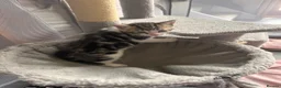 Mixed Breed cats for sale: Beautiful Affectionate Kittens - Advert 14