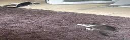Mixed Breed cats for sale: Kittens half saimess  - Advert 6