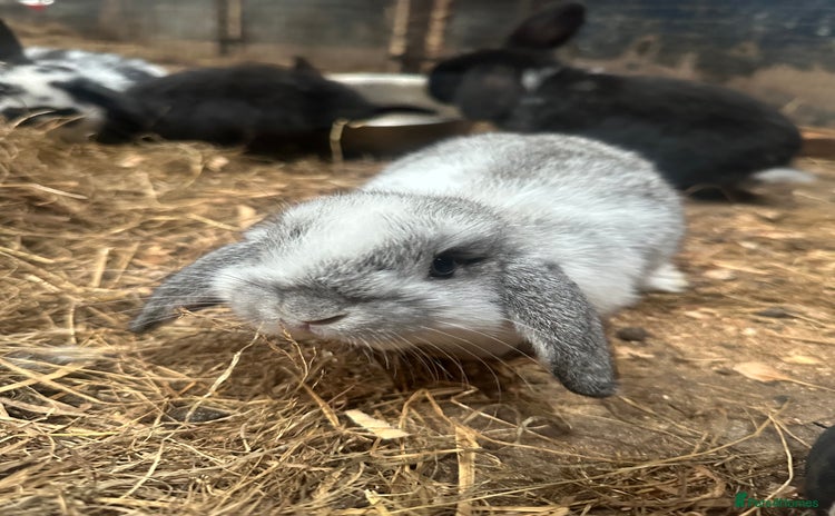 Mini Lop rabbits - Advert 6