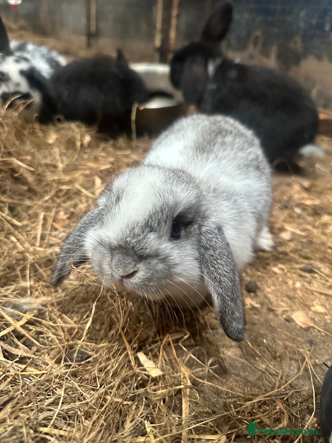 Mini Lop rabbits for sale: 6 Baby lops for sale - Image 1