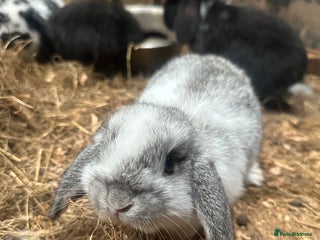 Mini Lop rabbits for sale - Advert 1