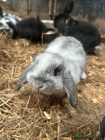 Mini Lop rabbits - Advert 12