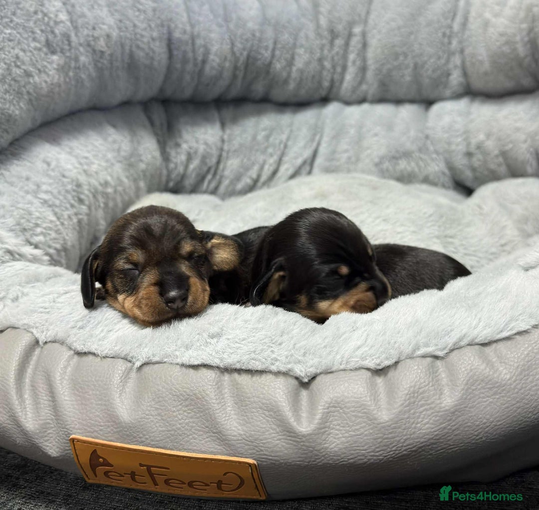 Miniature Dachshund dogs for sale: Wire haired puppies! Boys and girls - Advert 6