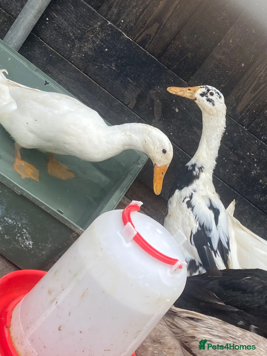 Ducks poultry for sale: 8 ducks - Advert 2