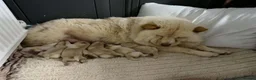 Chow Chow dogs for sale: DWKC CHOW CHOW MALE PUPS  - Advert 11