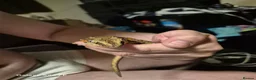 Gecko reptiles for sale: Lovely red stripe male gargoyle gecko in London - Advert 6