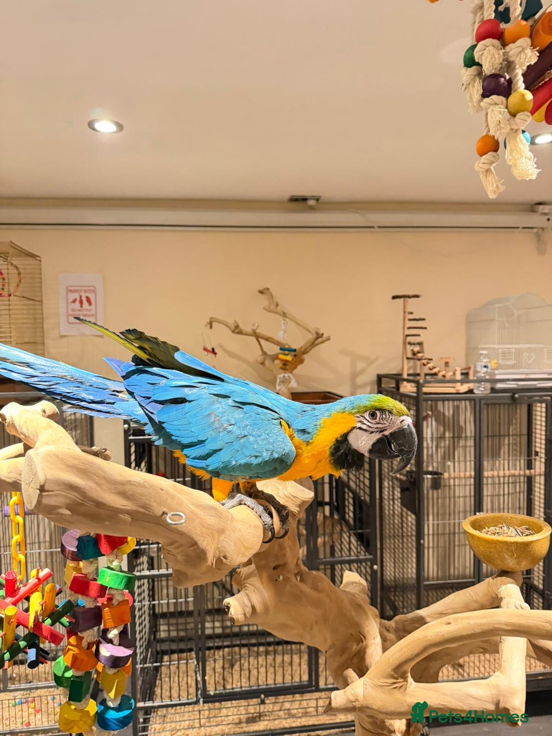 Budgerigars birds for sale: For Sale- Female Blue & Gold Macaw (10 Months Old) - Advert 3