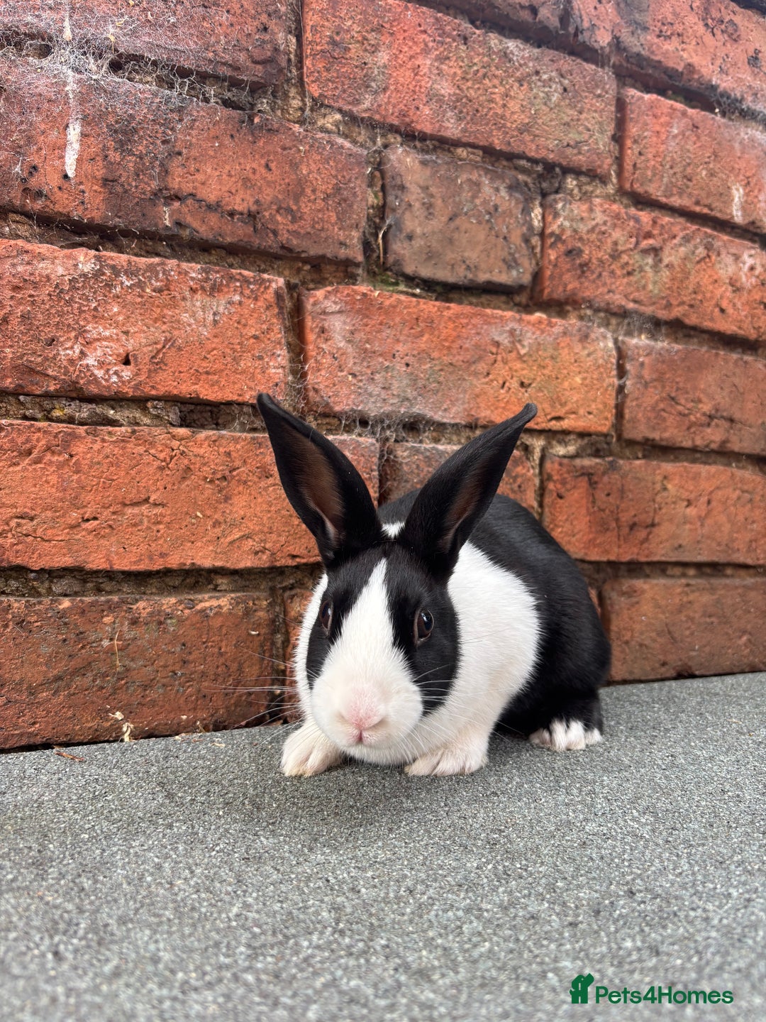 Dutch rabbits for sale: Male Dutch Bunnies ready  - Image 2