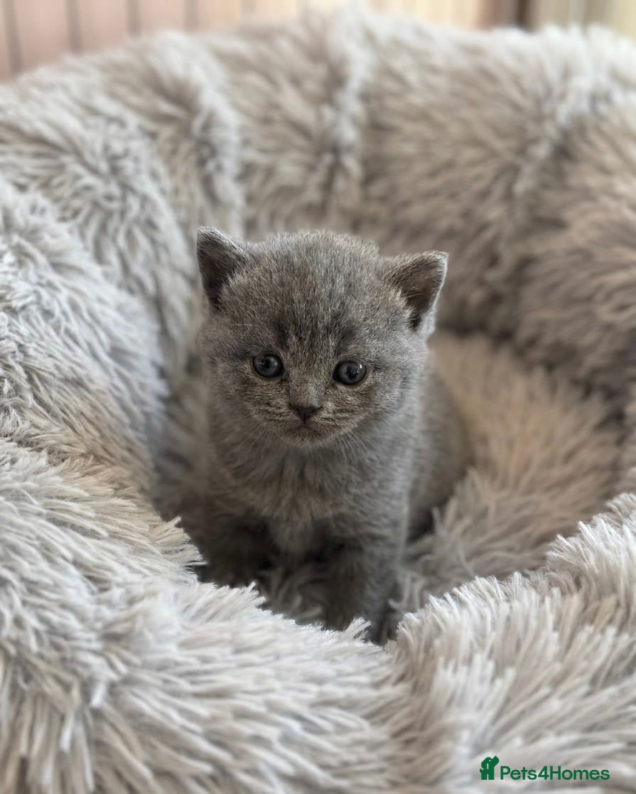 British Shorthair cats British Blue Short Hair Kittens  - Advert 4