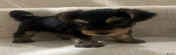 Yorkshire Terrier dogs for sale: 😍 Yorkshire terrier puppies 😍 - Advert 13