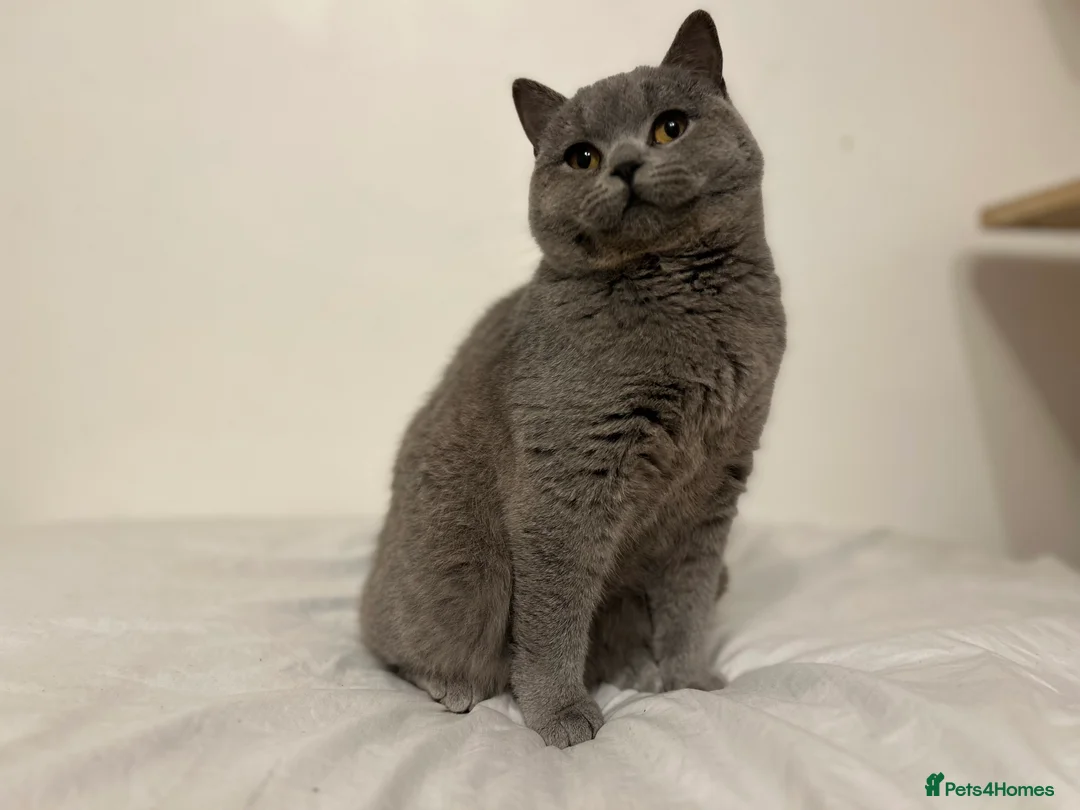 British Shorthair cats for sale: ‼️1 LEFT REDUCED‼️ GCCF REGISTERED BSH 🐻 🧸  - Advert 2