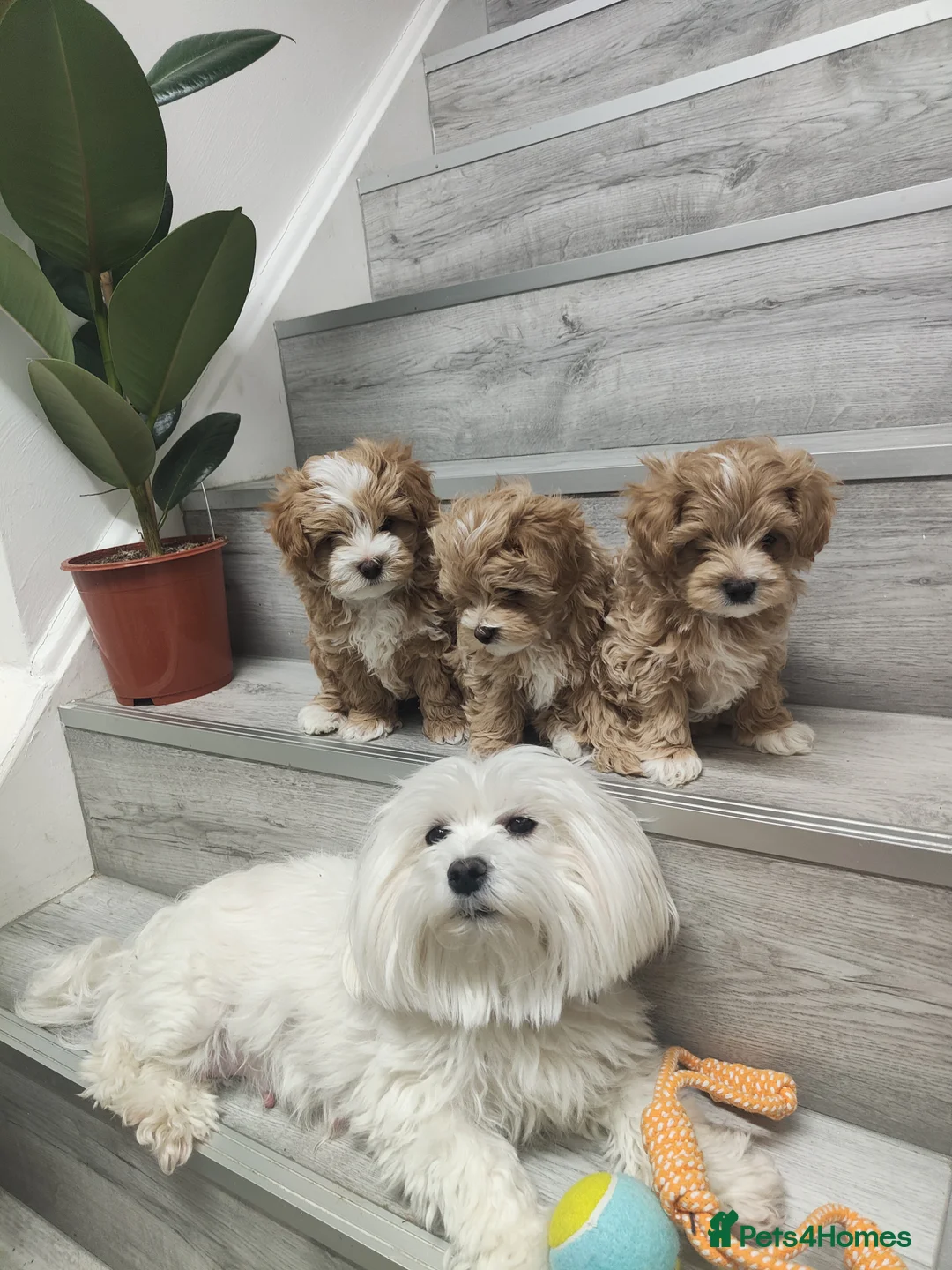 Maltipoo dogs for sale: Exclusive F1 Tiny Asian Maltipoo Puppies  - Advert 12