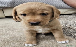 Springador dogs for sale: Labrador puppies (red/copper). Health checked.  - Image 7