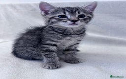 Mixed Breed cats for sale: Cute kittens looking for nice home  - Image 9