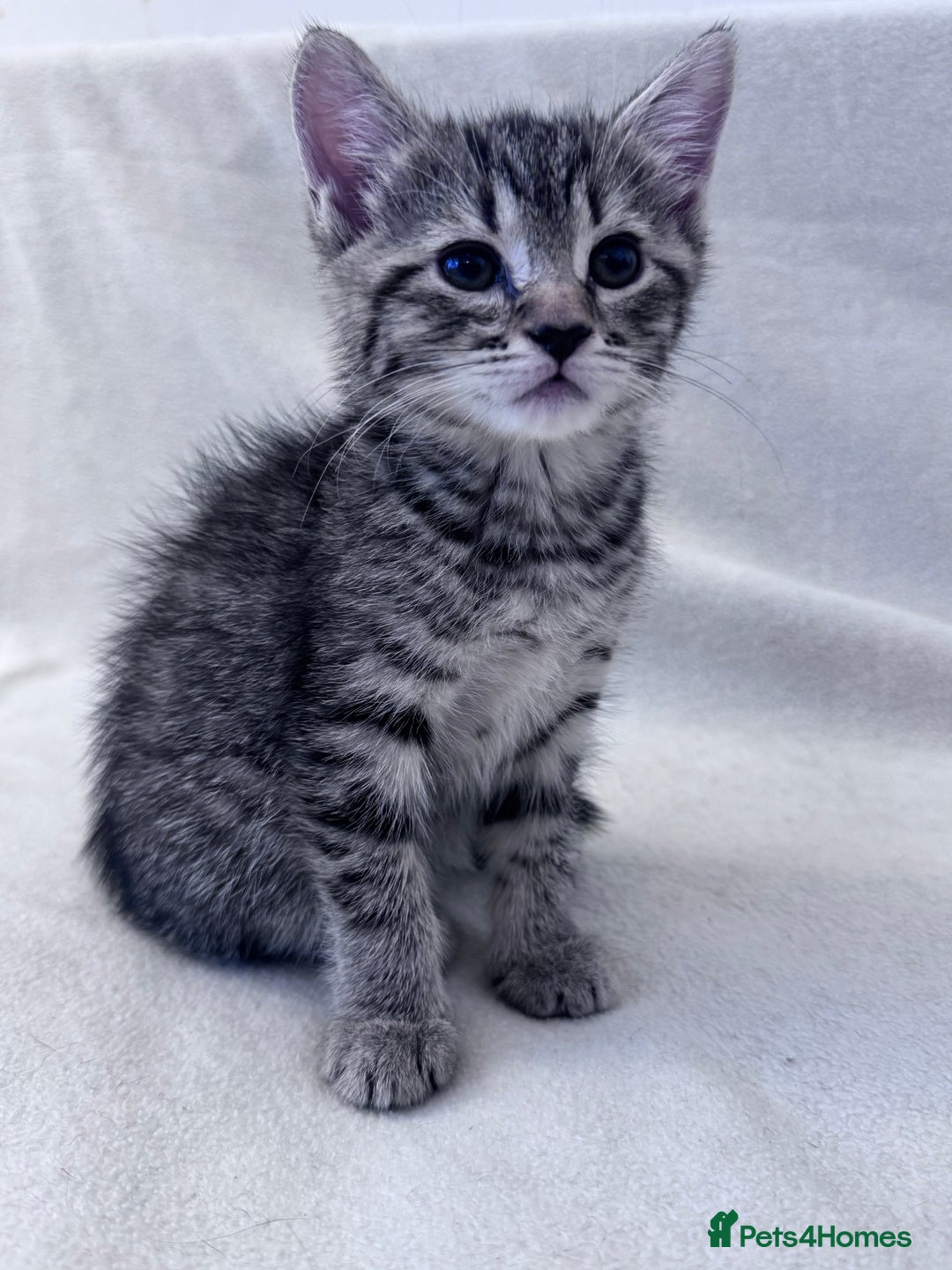 Mixed Breed cats for sale: Cute kittens looking for nice home  - Image 9