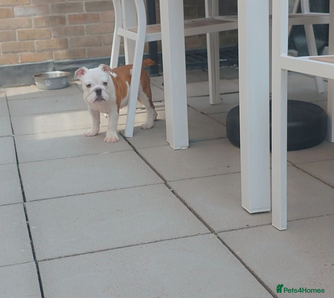 English Bulldog dogs English bulldog pups kc reg (READY NOW)   - Advert 1