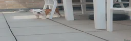 English Bulldog dogs for sale: English bulldog pups kc reg (READY NOW)   - Advert 1