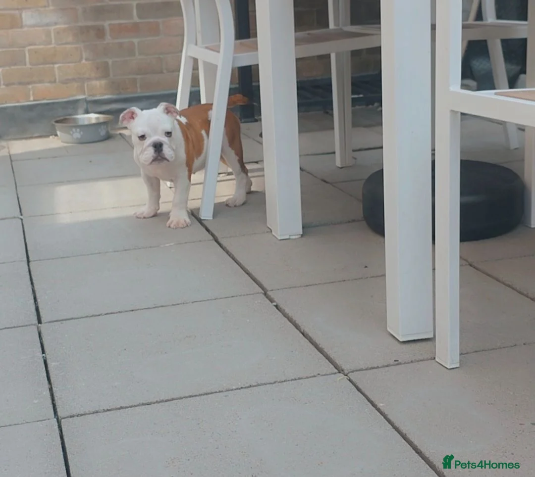 English Bulldog dogs for sale: English bulldog pups kc reg (READY NOW)   - Advert 1