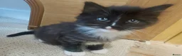 Mixed Breed cats for sale: Long‑Haired beautiful Ragdoll Cross Kittens - Advert 16