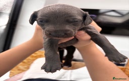 Whippet dogs for sale: 4 bedlington whippet cross whippet puppies  - Image 3