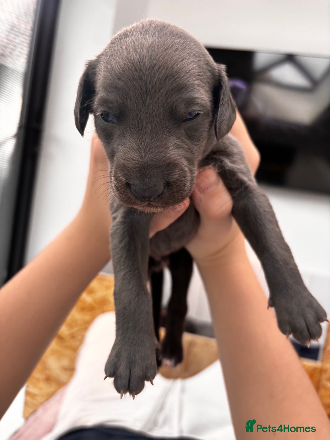 Whippet dogs for sale: 4 bedlington whippet cross whippet puppies  - Image 3